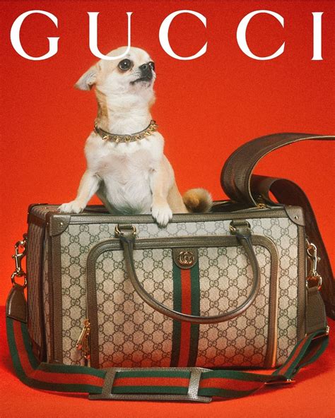 gucci bag for dog|Gucci leash for dogs.